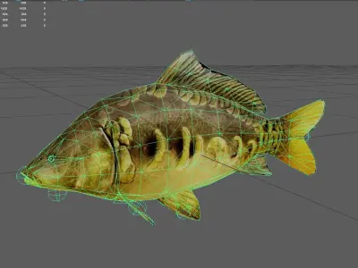 MirrorCarp Low-poly 3D model buy