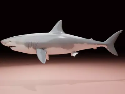 Shark 3D model 9