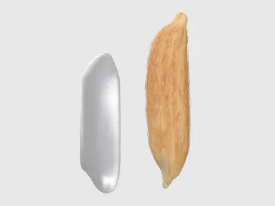 Rice grain dry and raw  Low-poly 3D model