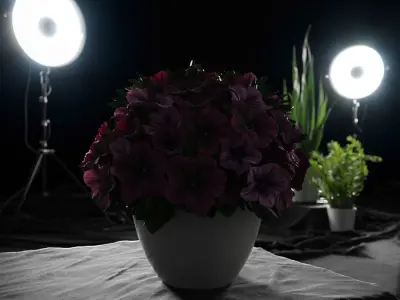  Petunia Plant Model 