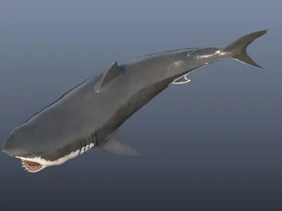 Great White Shark Model 3D model
