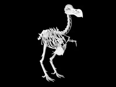 Dodo skeleton Low-poly 3D model