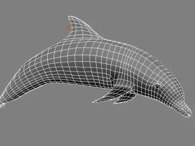 dolphin lowpoly 3D model buy