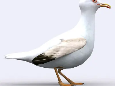 3DRT - Seagull Low-poly 3D model