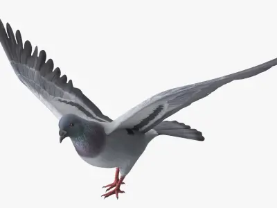  Low Poly Rock Dove Rigged for Cinema 4D 