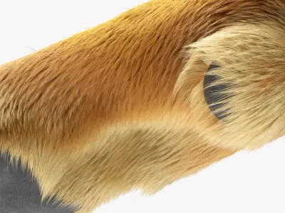 Dog Paw Fur For Maya 3D model