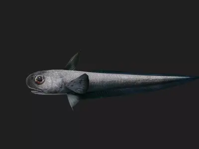 Rattail Low-poly 3D model