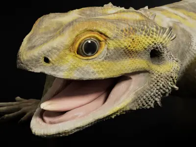 Bearded Dragon 3D Model