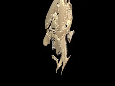 Fish Skeleton SALMON BONES Low-poly 3D model