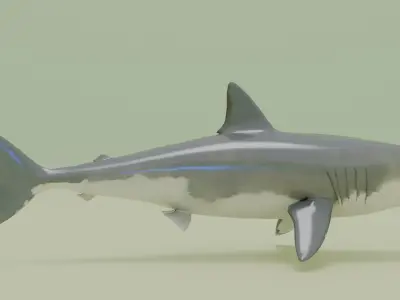 Shark 3D model 9