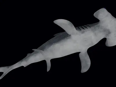 Hammerhead Shark Low-poly 3D model 5