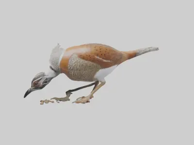 Bobwhite Quail scratching ground model 3D model