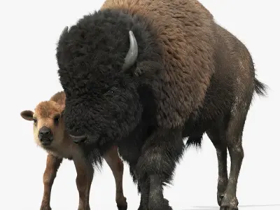 American Bison GROUP(FUR)(RIGGED) 3D model