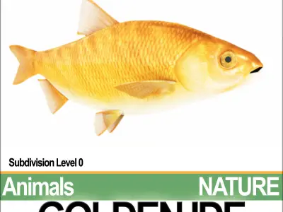 Golden Ide 3D model
