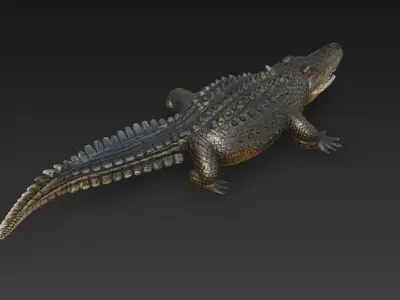 Crocodile 3D Model - Basic 3D model