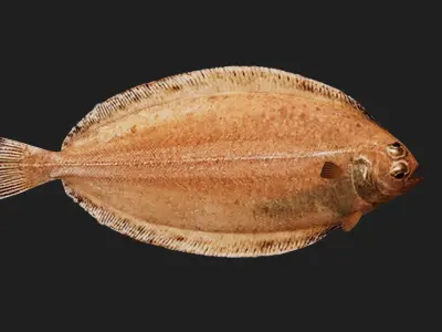 Flatfish Low-poly 3D model