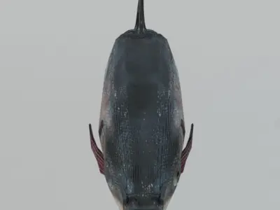 Bocachico fish Low-poly 3D model