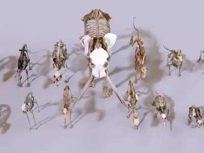 Ultimate Skeleton and Skull Pack - 62 game-ready lowpoly assets Low-poly 3D model