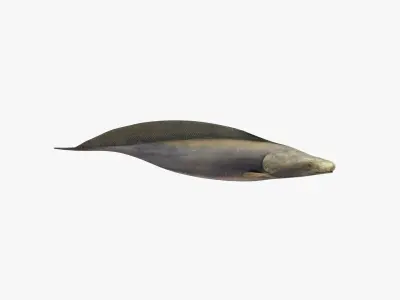 Aba Aba Fish 3D model