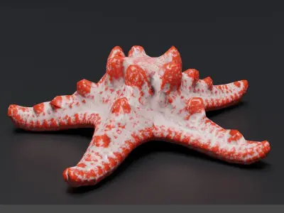 Starfish Low-poly 3D model