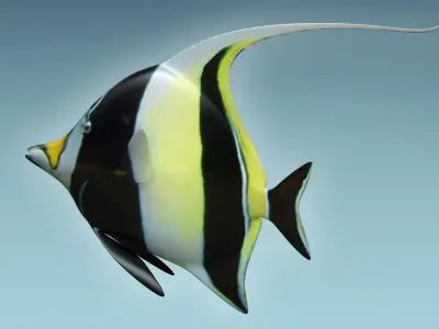 Manfish angel fish 3D model