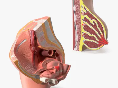  Gynecology Education Cross Section Models Collection 