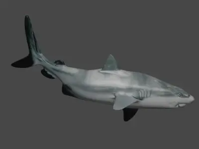 SHARK Low-poly 3D model 3