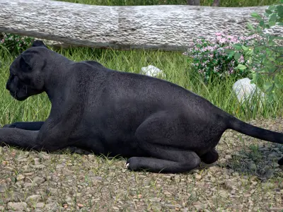 Black Panther Lying Down 3D model