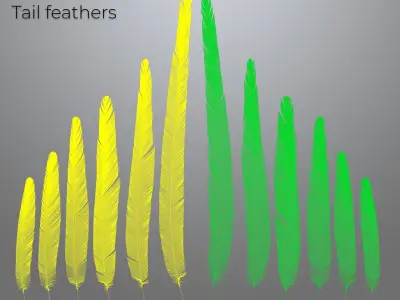Feathers set for Macaw 3D model