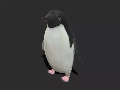Adelie Penguin Low Poly Animated Free low-poly 3D model