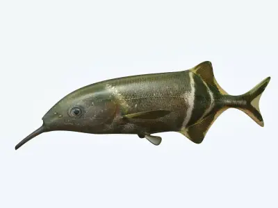 Elepant Nose Fish 3D model
