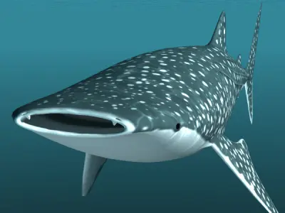 Whale Shark 3D model order