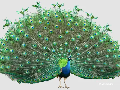 Peacock 3D model order