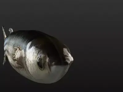 Mullet fish  Mediterranean sea fish Rigged Animated 3D model