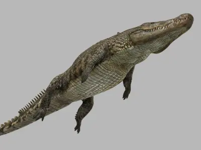 Crocodile PRO - 8K 3D Animated Crocodile Model   3D model