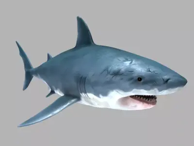 Great White Shark 3D model 10