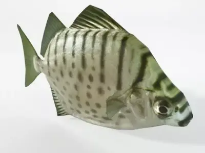 Argus fish Low-poly 3D model