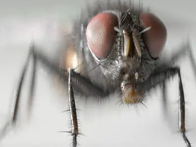 Housefly rigged and animated for Cinema 4d 3D model