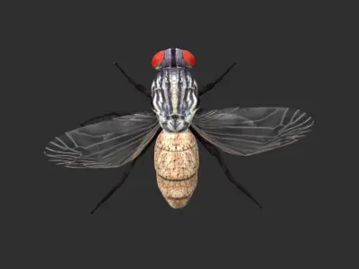 housefly fly Low-poly 3D model