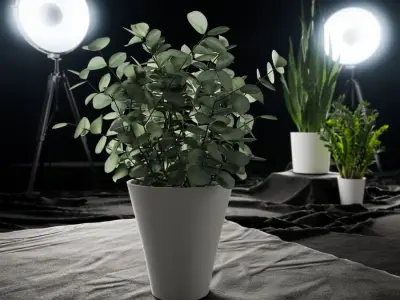 Young Silver Dollar Eucalyptus Plant Potted Plant Model  buy