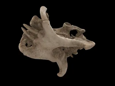hippopotamus skull 3D model