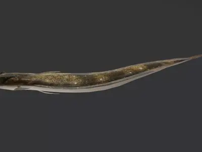 Realistic Flounder Animated 3D model