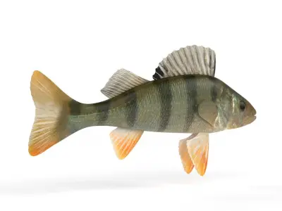 Perch Fish 3D model get