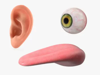  Human Organs Of Touch Collection 