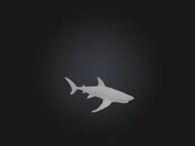 Realistic Shark Model Low-poly 3D model