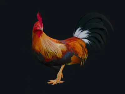 Rooster 3D model shop