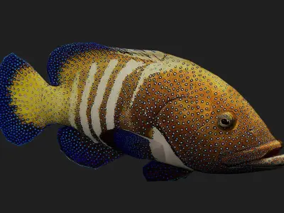 Fish Grouper Low-poly 3D model purchase
