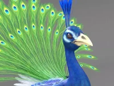 Peacock 3D model purchase