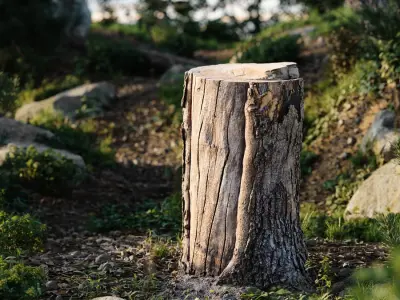  Medium Cut Conifer Stump Model 