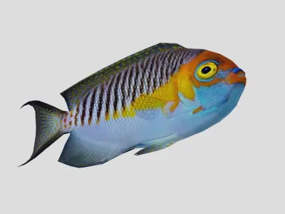 Masked Swallowtail Angelfish Realistic Animated Low-poly 3D model